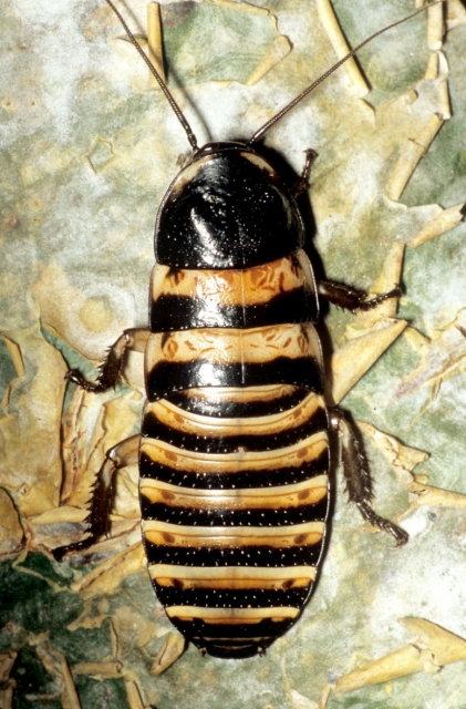 Elliptorhina javanica. Male. Copyright George Beccaloni.