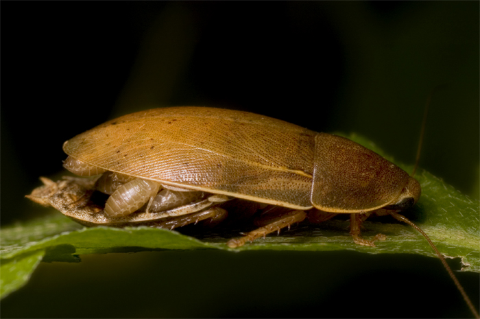 Epilamprine cockroach with young. Copyright Natasha Mhatre