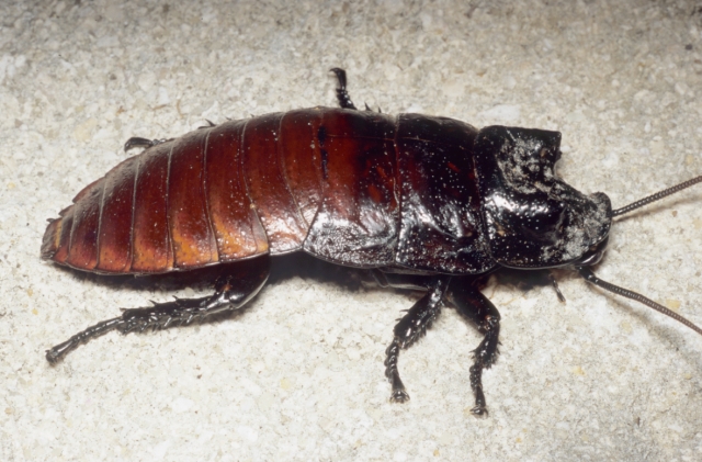 Gromphadorhina grandidieri. Male. Copyright George_Beccaloni