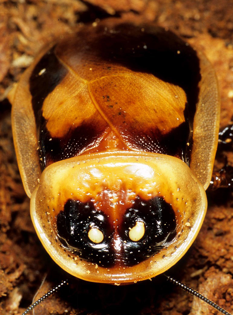 Lucihormetica fenestrata. Male. Copyright George_Beccaloni