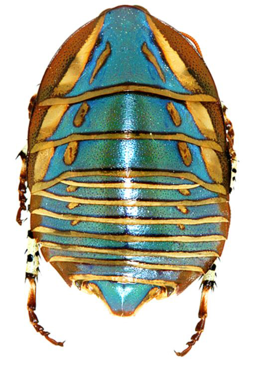 Polyzosteria mitchelli. Adult female. Copyright Josef Dvořák