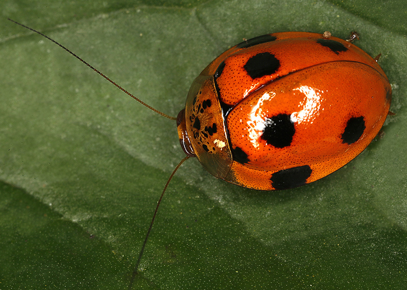 Prosoplecta sp. Copyright Gernot Kunz