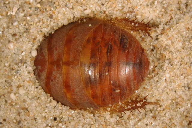 Sand-burrowing desert cockroach of family Corydiidae, from dunes of the western USA. Copyright Marshal Hedin.